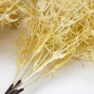 Szárazvirág hatású aszparágusz csokor natúr 2db/csomag
