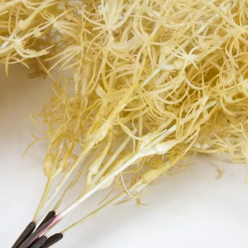 Szárazvirág hatású aszparágusz csokor natúr 2db/csomag