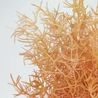 Szárazvirág hatású aszparágusz csokor púder 2db/csomag