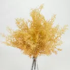 Szárazvirág hatású aszparágusz csokor homoksárga 2db/csomag