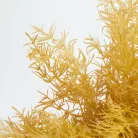 Szárazvirág hatású aszparágusz csokor homoksárga 2db/csomag