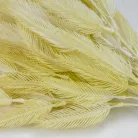 Szárazvirág hatású tollvirág csokor krém 2db/csomag