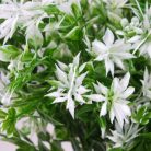 Csillagvirág csokor fehér 2db/csomag