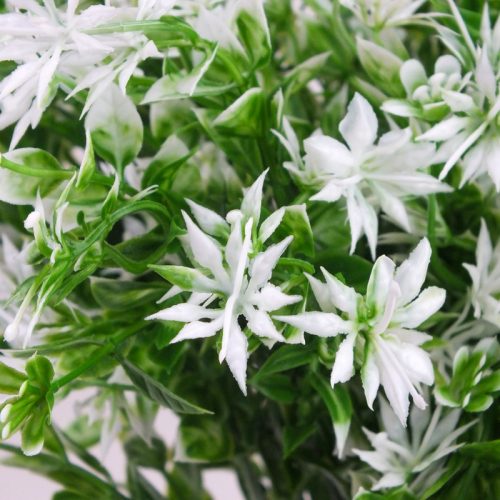 Csillagvirág csokor fehér 2db/csomag