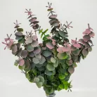 Eukaliptusz bokor hamvas pink 2db/csomag