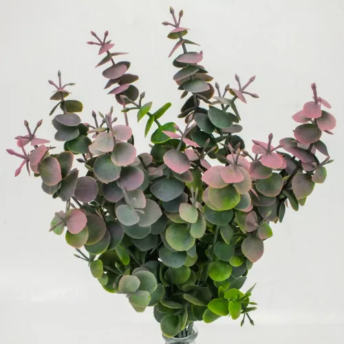 Eukaliptusz bokor hamvas pink 2db/csomag