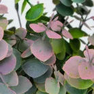 Eukaliptusz bokor hamvas pink 2db/csomag