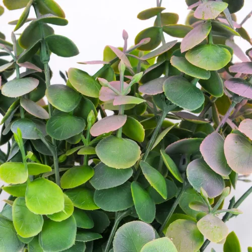 Eukaliptusz bokor hamvas pink 2db/csomag