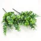 Eukaliptusz bokor hamvas zöld 2db/csomag