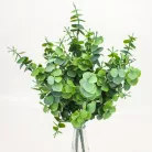 Eukaliptusz bokor hamvas zöld 2db/csomag