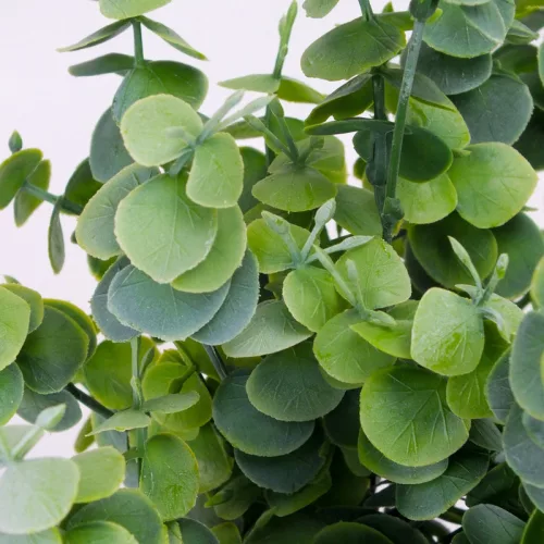 Eukaliptusz bokor hamvas zöld 2db/csomag