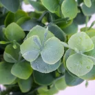 Eukaliptusz bokor hamvas zöld 2db/csomag