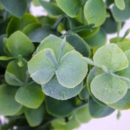 Eukaliptusz bokor hamvas zöld 2db/csomag