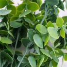 Eukaliptusz bokor hamvas zöld 2db/csomag