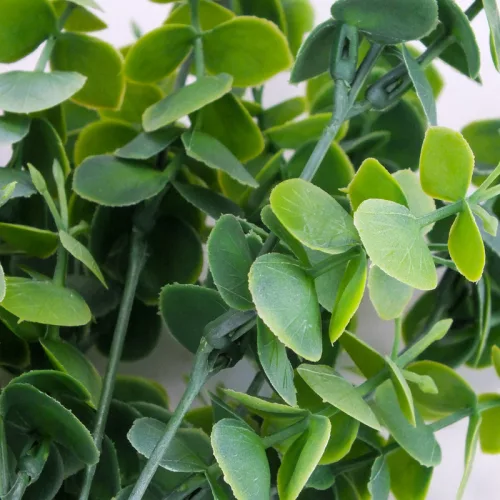 Eukaliptusz bokor hamvas zöld 2db/csomag