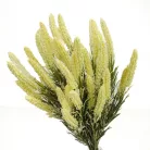 Kalász csokor krém 2db/csomag