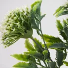 Sedum csokor fehér 2db/csomag