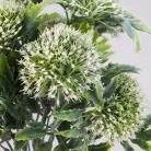 Sedum csokor fehér 2db/csomag