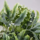 Sedum csokor fehér 2db/csomag