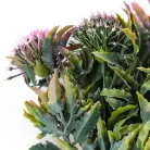 Sedum csokor rózsaszín 2db/csomag