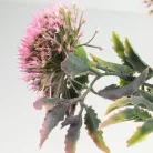 Sedum csokor rózsaszín 2db/csomag