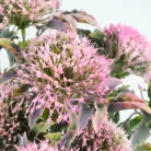 Sedum csokor rózsaszín 2db/csomag