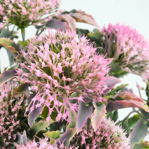 Sedum csokor rózsaszín 2db/csomag