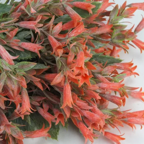 Trombitavirág csokor korall 2db/csomag