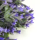 Trombitavirág csokor lila 2db/csomag