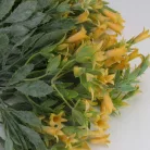 Trombitavirág csokor sárga 2db/csomag