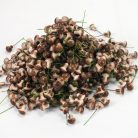 Gomba pick barna 2*1,5cm 1000db/csomag - OKOSÁR!