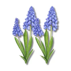 Nyomtatott dekorkarton - Muscari 2db/csomag