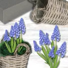 Nyomtatott dekorkarton - Muscari 2db/csomag