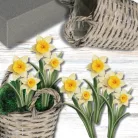  Nyomtatott dekorkarton - Nárcisz 2db/csomag