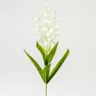 Szálas gyöngyvirág