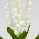 Szálas gyöngyvirág