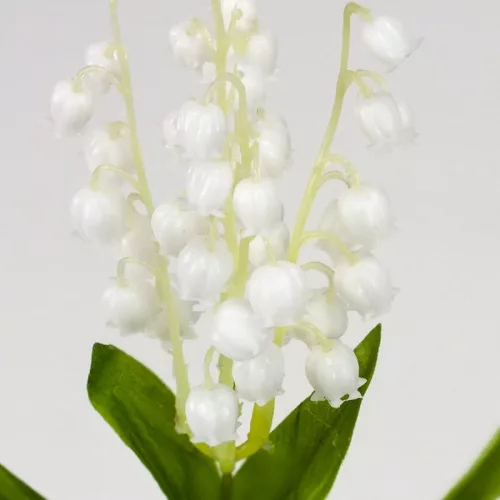 Szálas gyöngyvirág