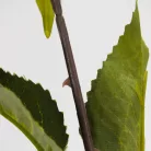 Szálas napraforgó 40cm