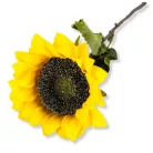 Szálas napraforgó 40cm