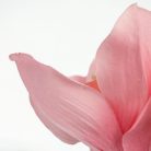 Orchidea fej 20db/csomag rózsaszín - OKOSÁR!