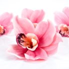 Orchidea fej 4db/csomag rózsaszín