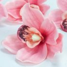 Orchidea fej 4db/csomag rózsaszín