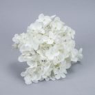 Hortenzia fej fehér