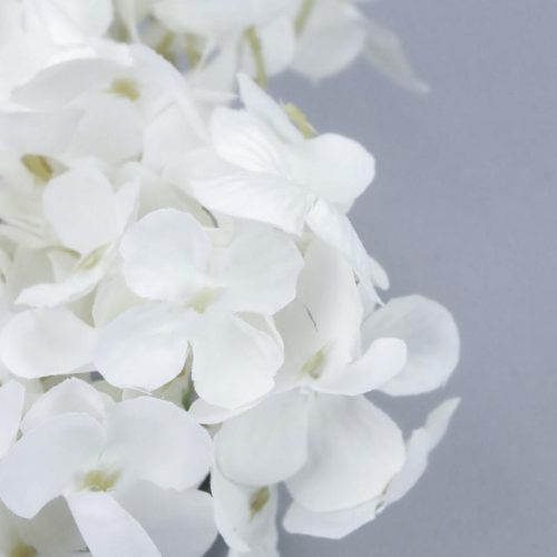 Hortenzia fej fehér