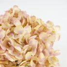 Hortenzia fej vanília álom