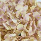 Hortenzia fej vanília álom