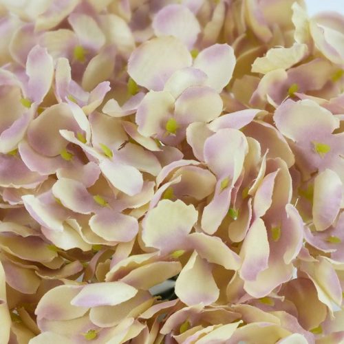 Hortenzia fej vanília álom