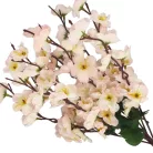 9 ágú barackvirág csokor halvány rózsaszín