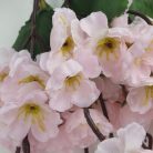 9 ágú barackvirág csokor rózsaszín