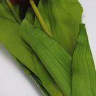 Szálas tulipán magenta - sárga